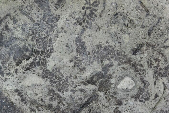 Plate Of Silurian Fossil Algae (Leveillites) - Estonia #102645